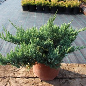Juniperus horizontalis ´Blue-chip´